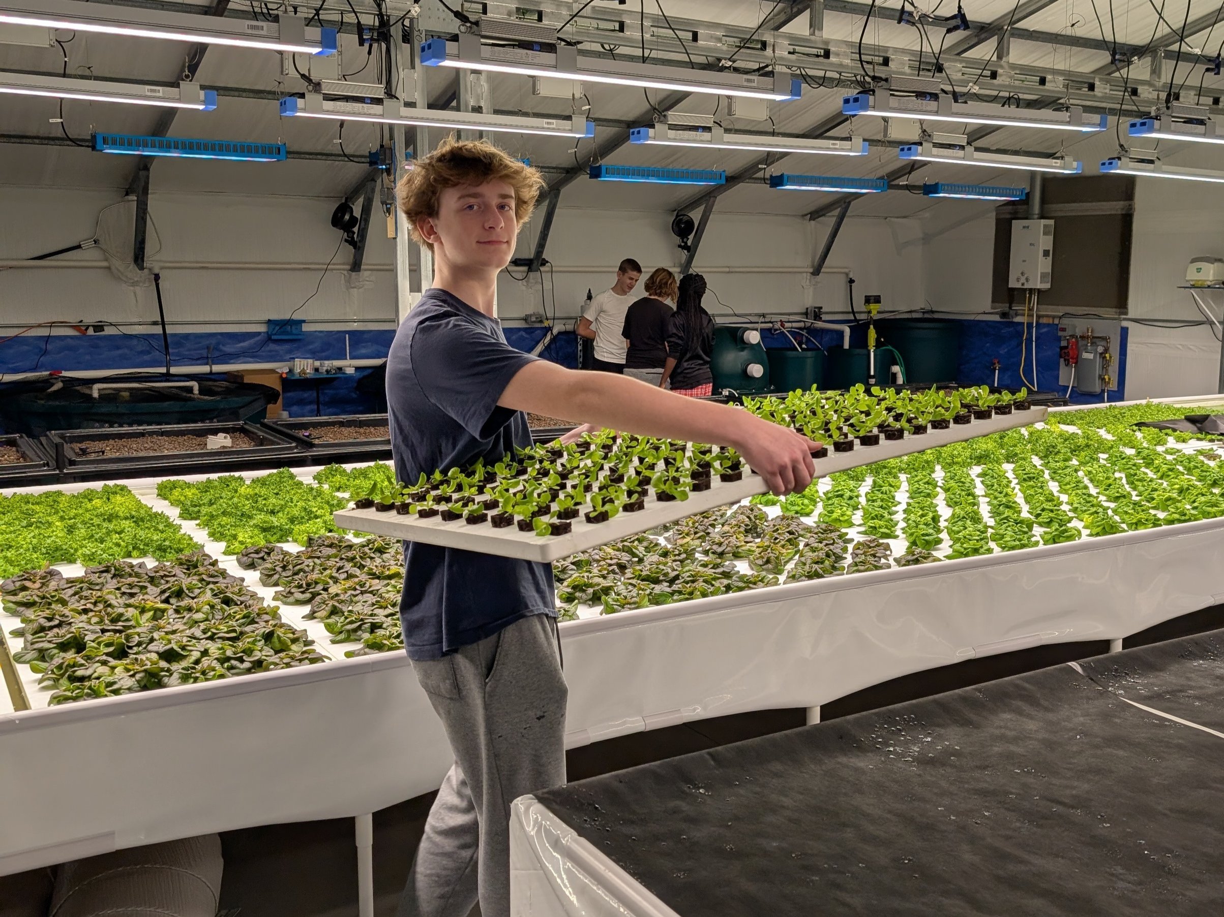 Teenager carrying a tray of young plants in a hydroponic greenhouse, surrounded by rows of vibrant lettuce seedlings and fellow workers, highlighting modern farming techniques and sustainable agriculture practices.