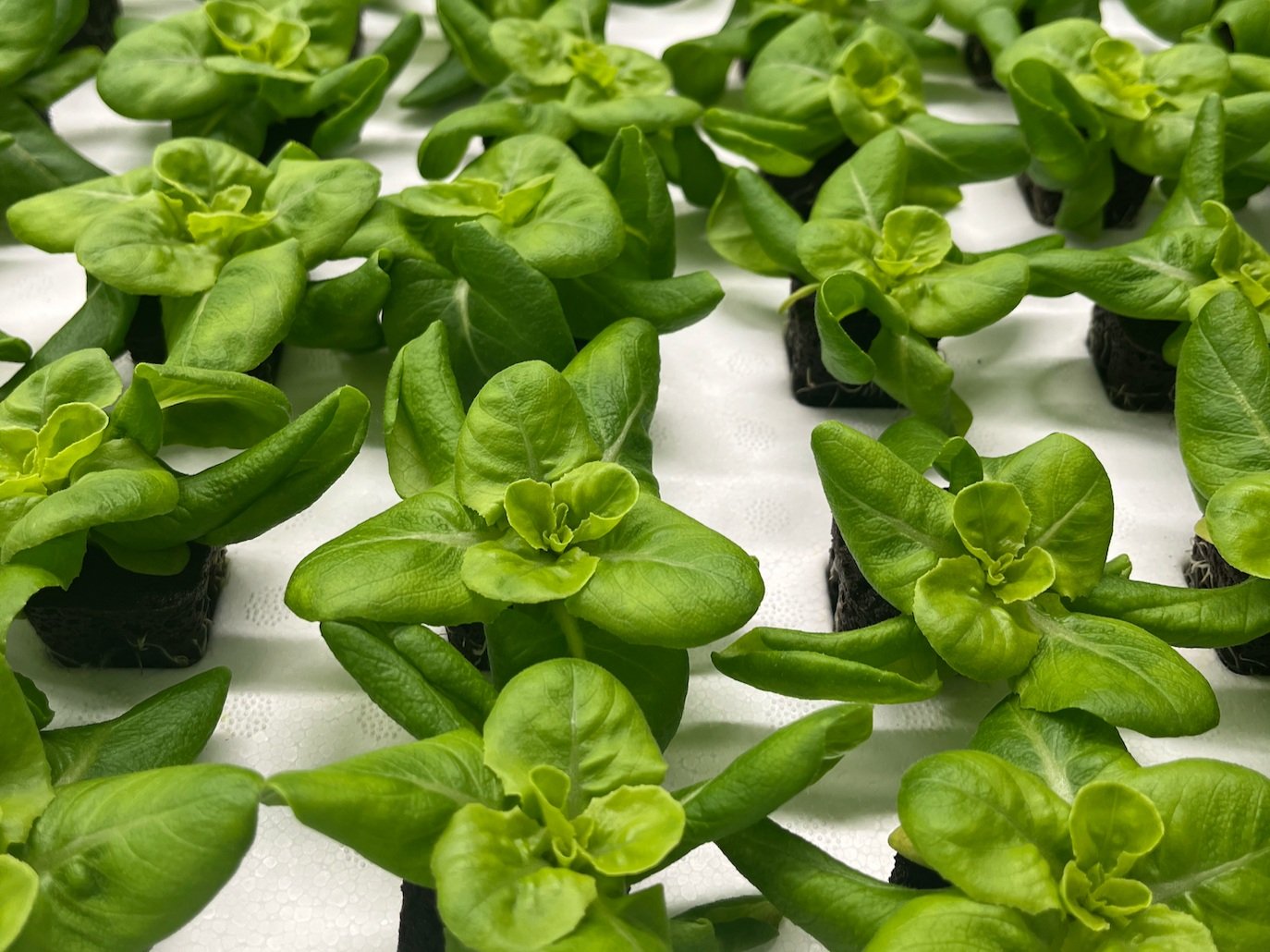 Close-up of vibrant green lettuce seedlings growing in small pots, arranged neatly in a hydroponic system, showcasing healthy leaves and roots. Ideal for urban gardening and sustainable agriculture practices.